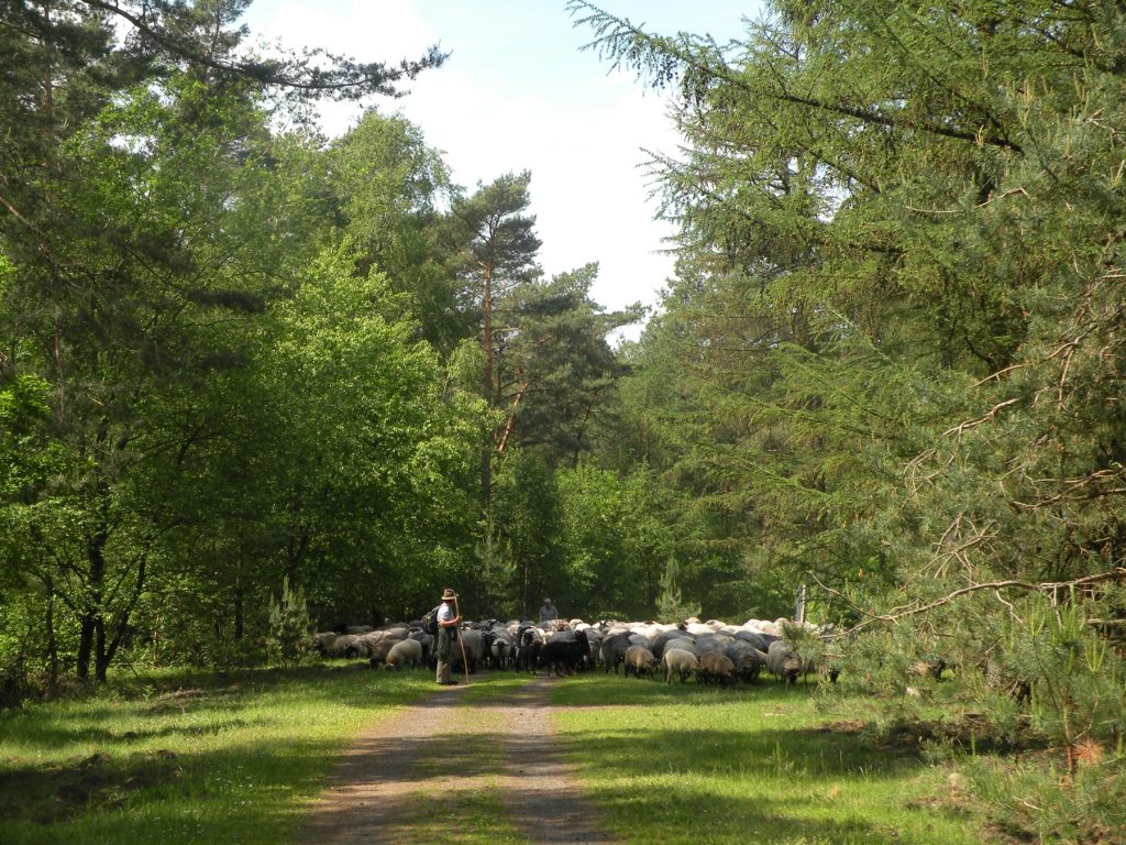 jetztaberlos-tour, hier in der Wulmstorfer Heide einer Schafherde begegnet