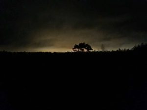 Bei Vollmond in der Wulmstorfer und Fischbeker Heide. Hier audgenommen Bäume vor dem Hintergrund sich allmählich durch die Wolkendecke durchkämpfender Mond